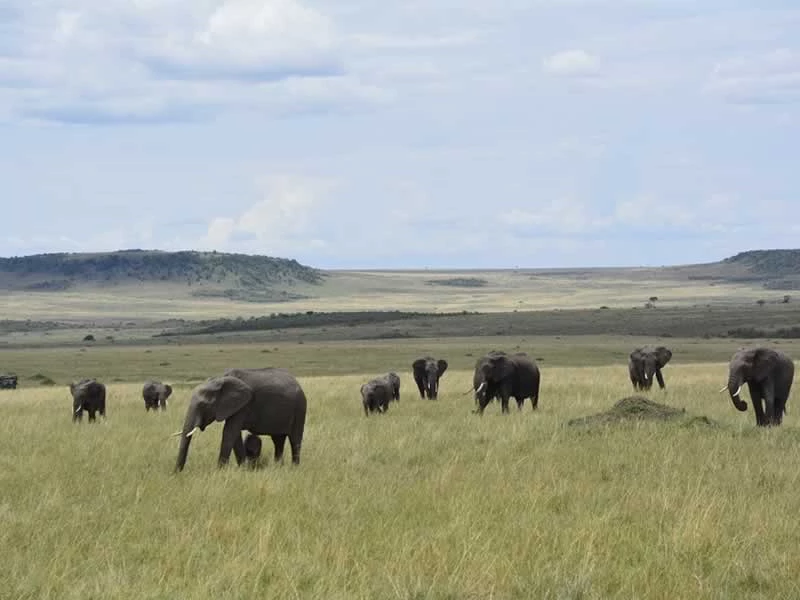 Un safari sans égal au Kenya
