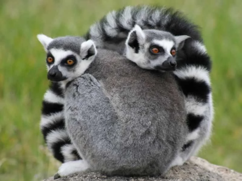 Madagascar, une destination nature à découvrir