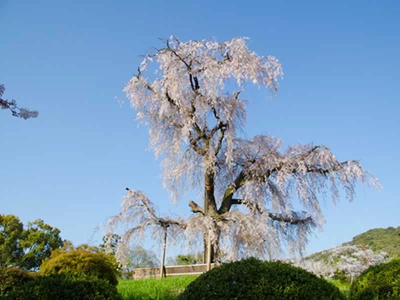 Printemps, la période rêvée des sakura, cerisiers en fleur, pour découvrir le Japon